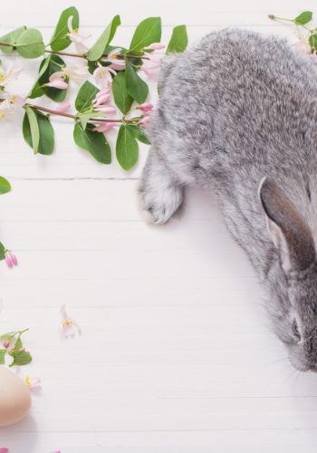rabbit with flowers on white wooden background
